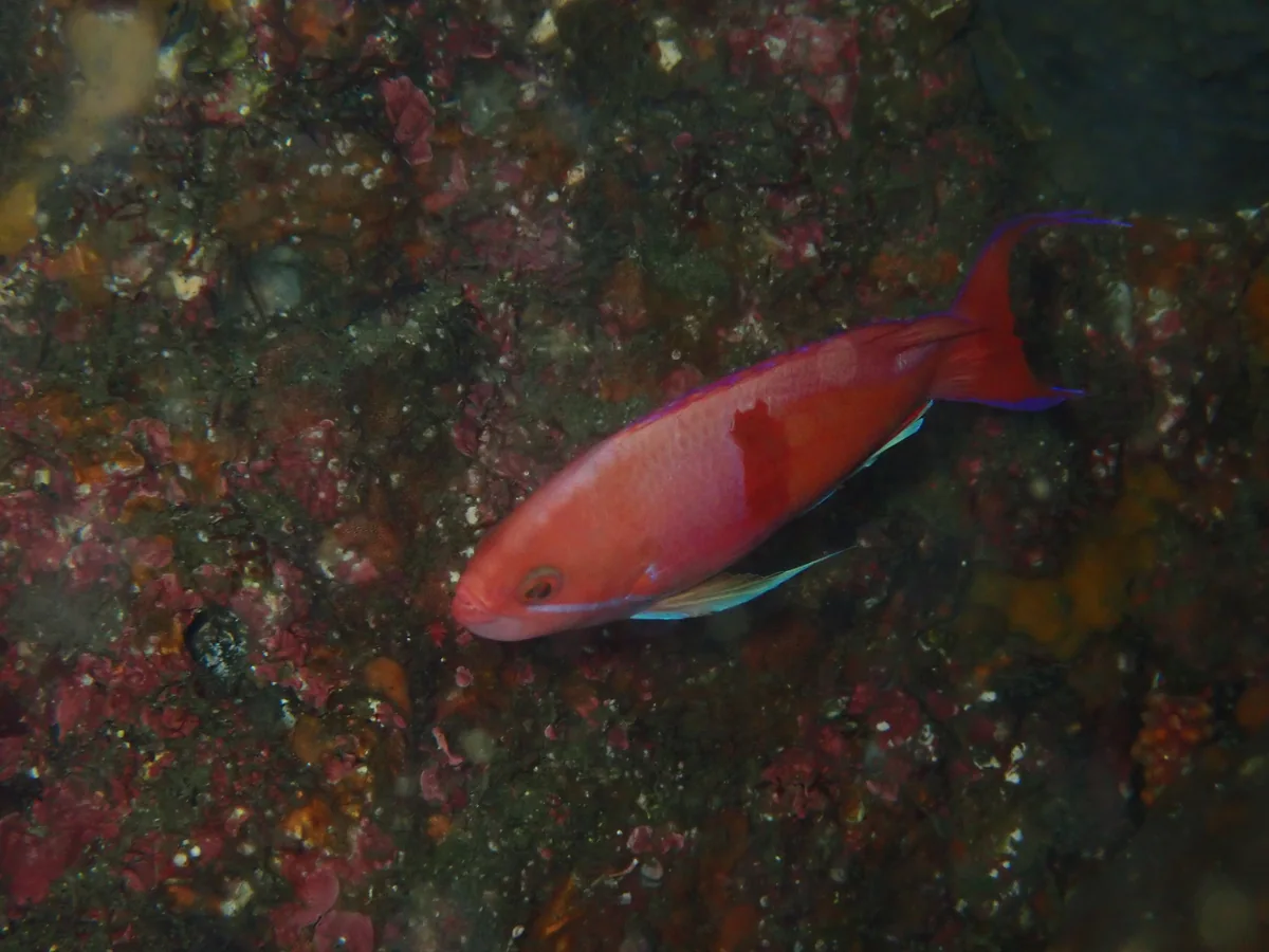 三浦の海で撮ったキンギョハナダイ。赤い魚が、赤い海藻の岩の前を泳いでいる